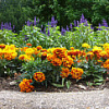 Tagetes im Stadtpark, 2009 (mit Beschreibung)